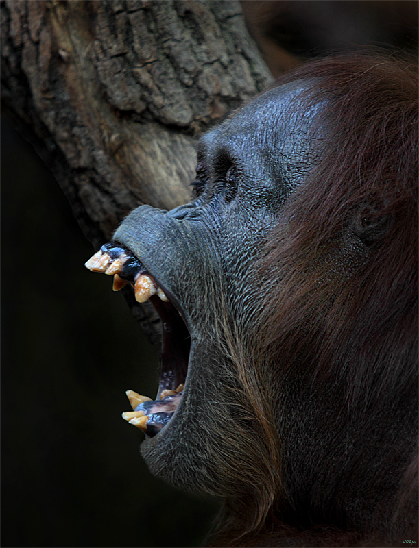 Orang Utan Mama