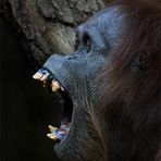 Orang Utan Mama