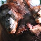 Orang Utan Mama mit Baby