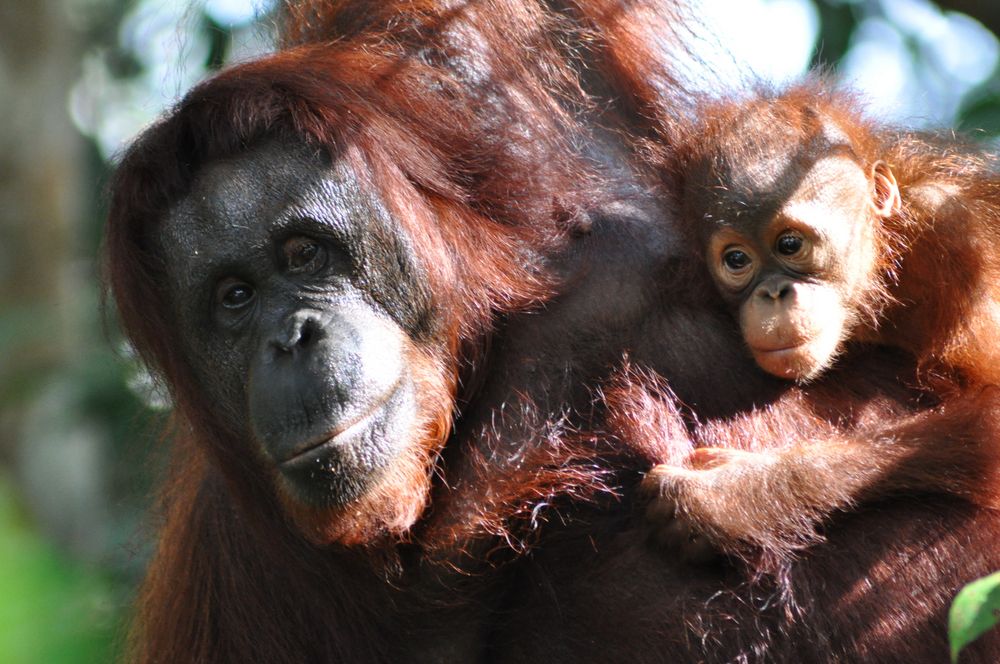 Orang Utan Mama mit Baby