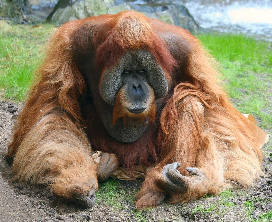 Orang Utan Mann