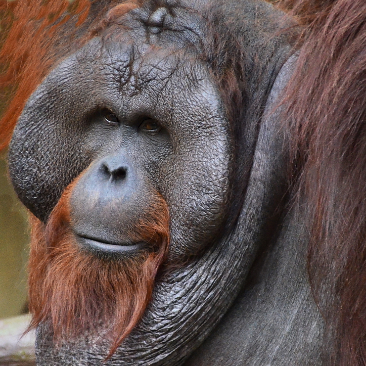 Orang-Utan-Mann "Bunjo" im Krefelder Zoo