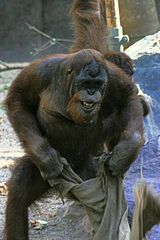 Orang Utan -Matcho-