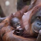 Orang Utan mit Baby