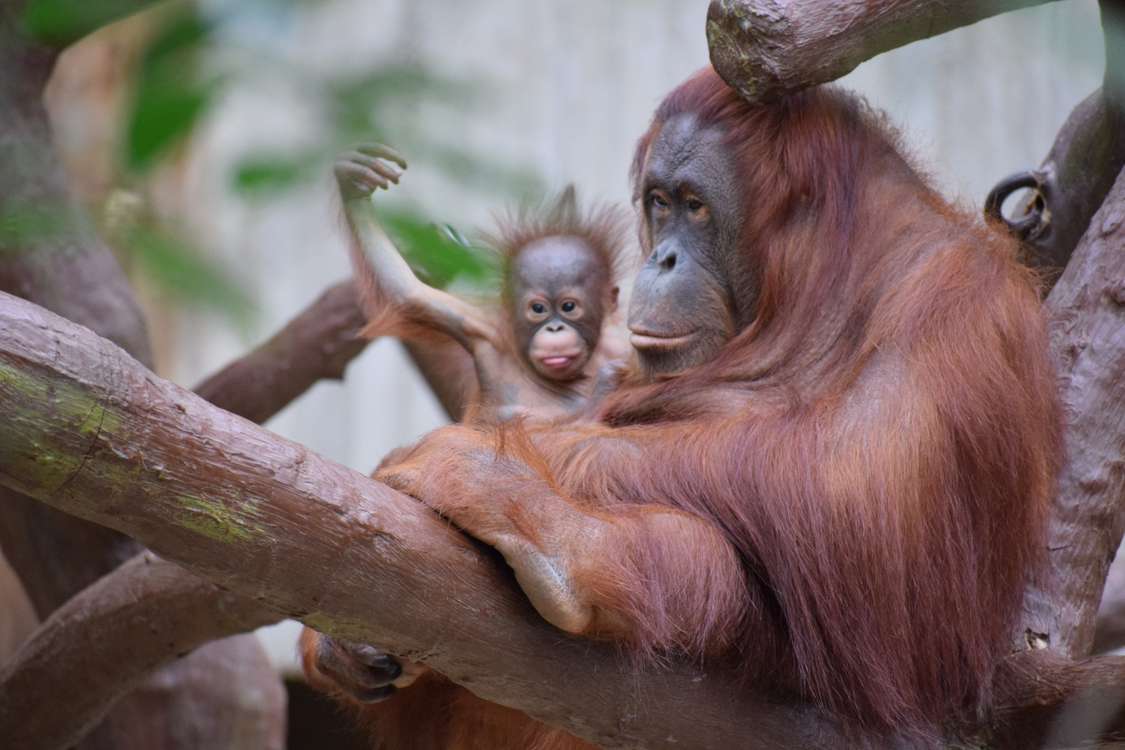 Orang Utan mit Baby 2