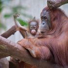 Orang Utan mit Baby 2