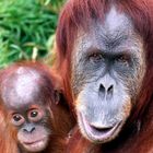 Orang Utan mit Baby