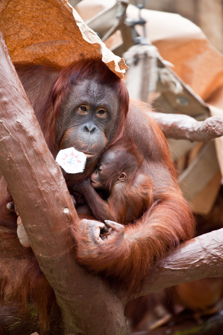 Orang Utan mit Baby