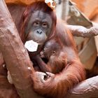 Orang Utan mit Baby