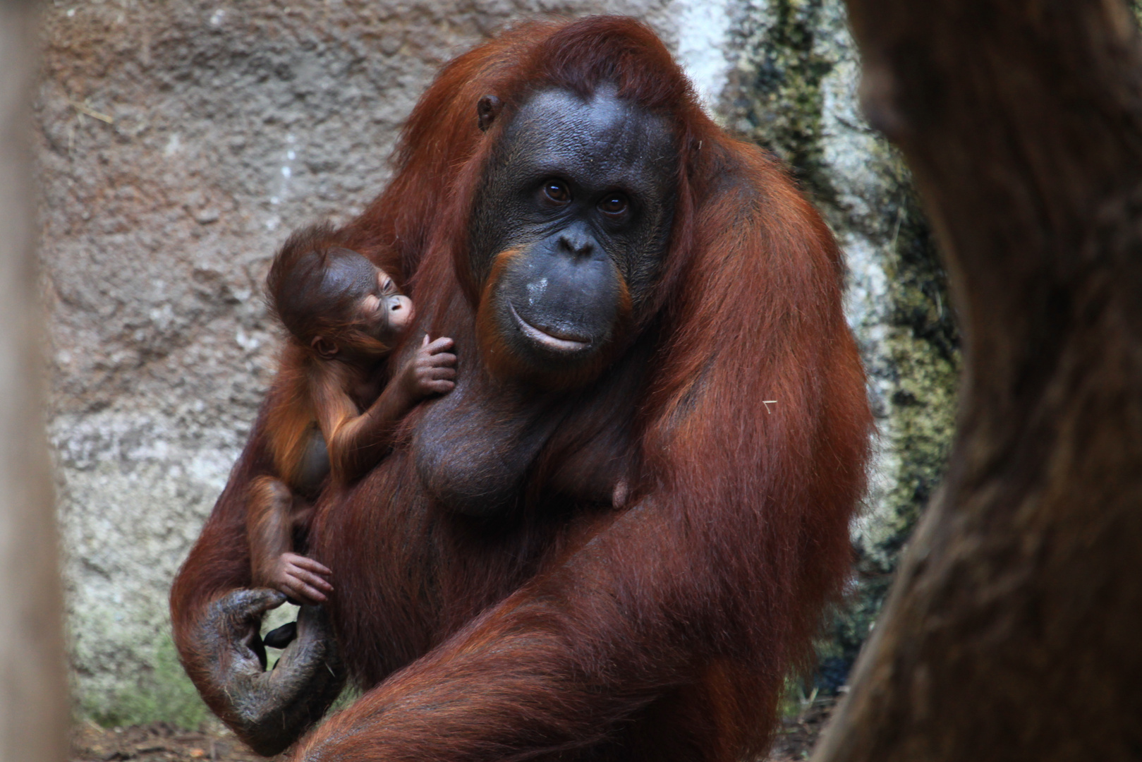 Orang Utan mit Baby