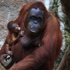 Orang Utan mit Baby