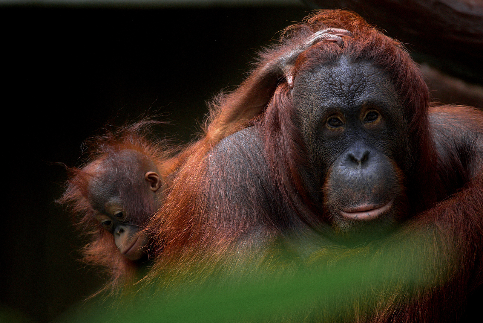  Orang Utan mit Jungtier. 