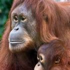 Orang Utan mit Kind