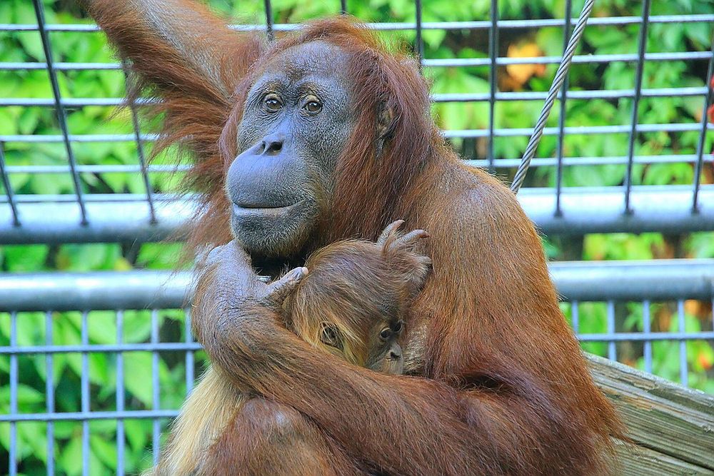 Orang-Utan mit Nachwuchs.