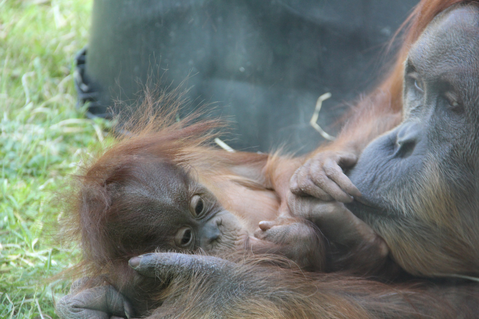 Orang-Utan Mutter mit Baby