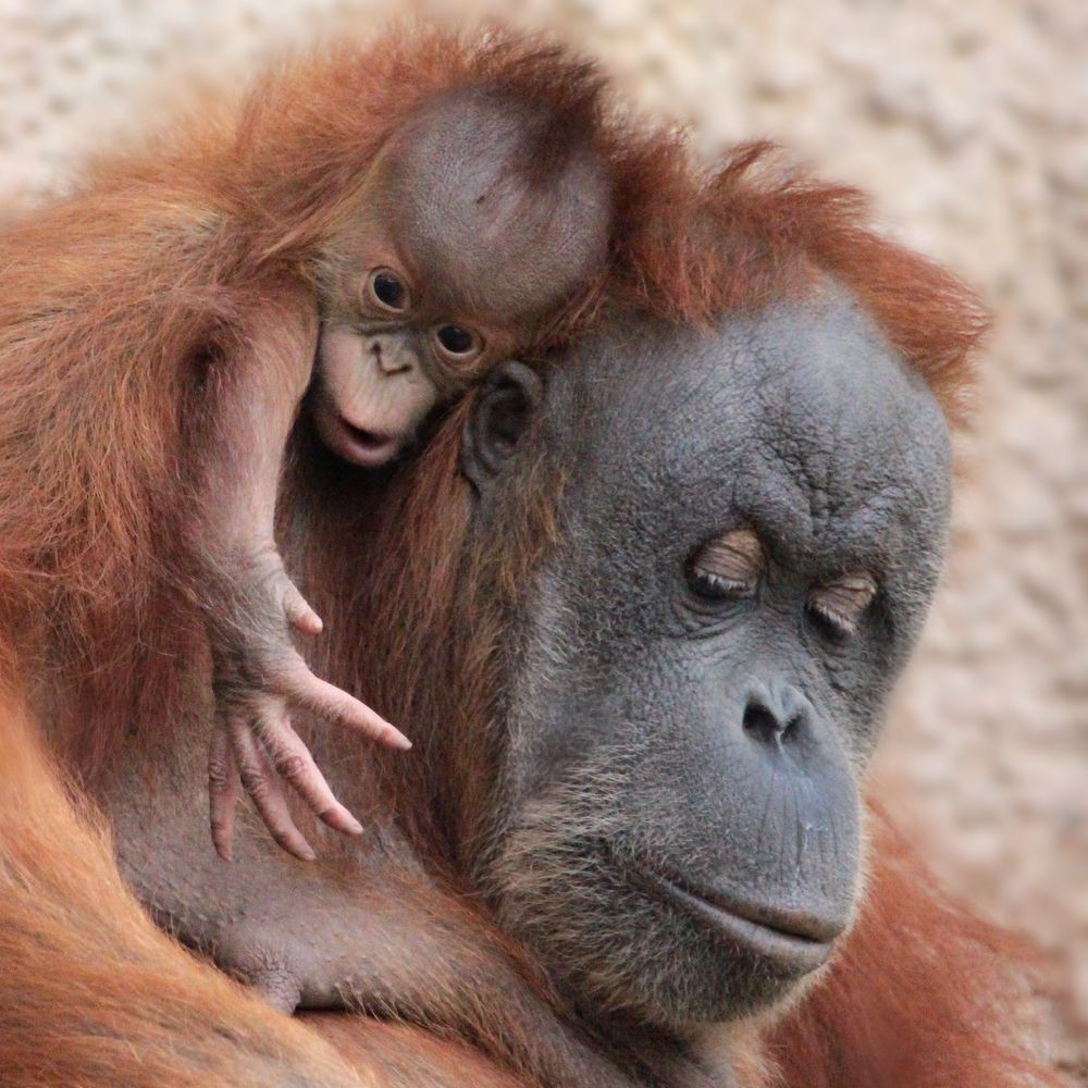  Orang  Utan Mutter mit Baby Foto  Bild natur affen 