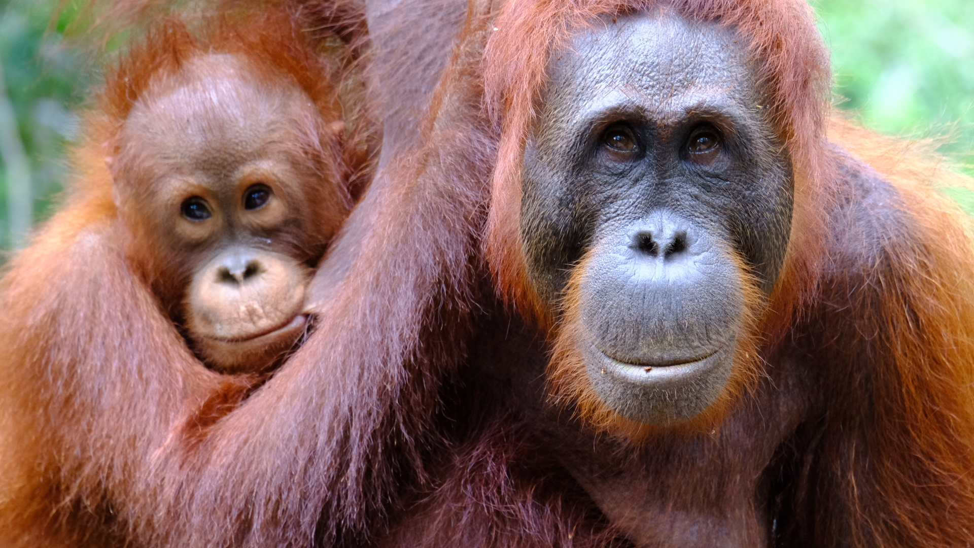 Orang Utan Mutter mit ihrem Baby