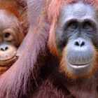 Orang Utan Mutter mit ihrem Baby