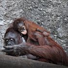 Orang-Utan-Mutter mit ihrem Baby „Niah“