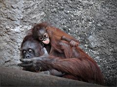 Orang-Utan-Mutter mit ihrem Baby „Niah“