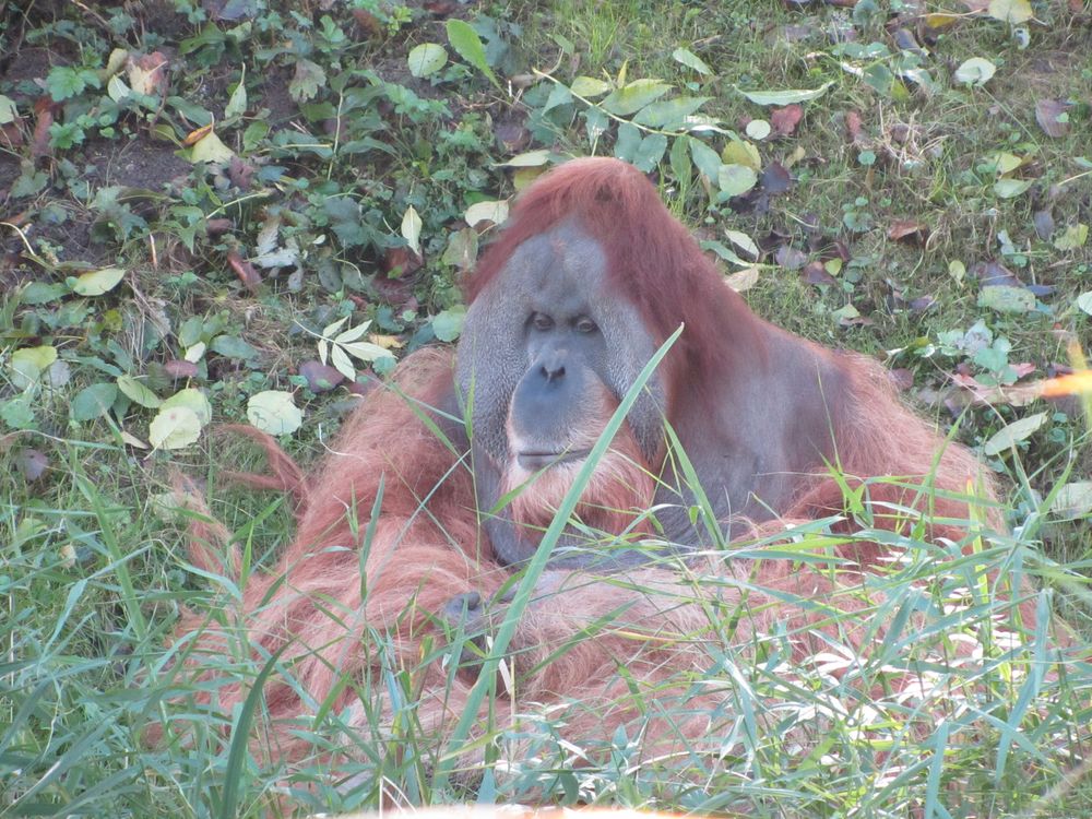 Orang-Utan, nachdenklich