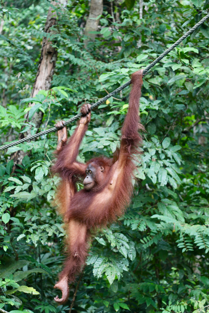 Orang Utan - "nachmachen"