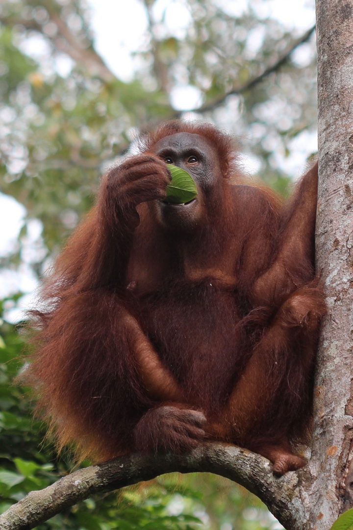 Orang Utan - Nachtisch