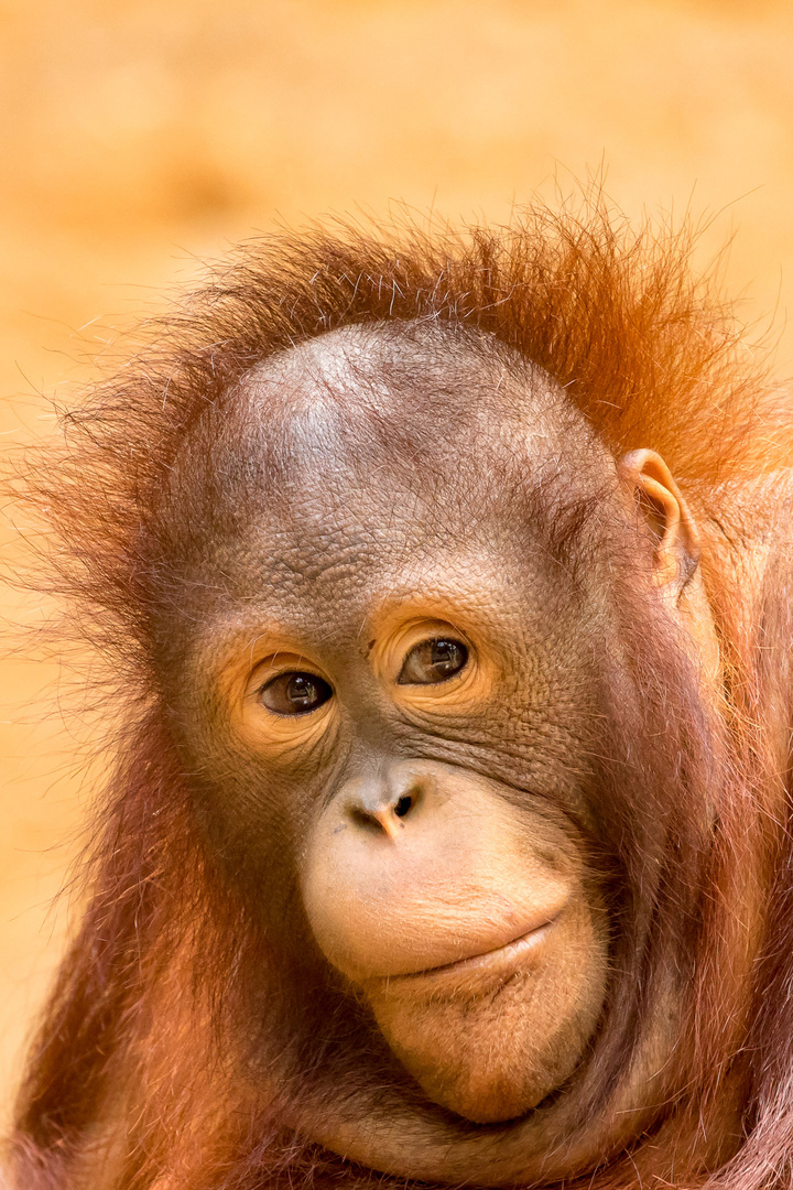 Orang Utan Nachwuchs