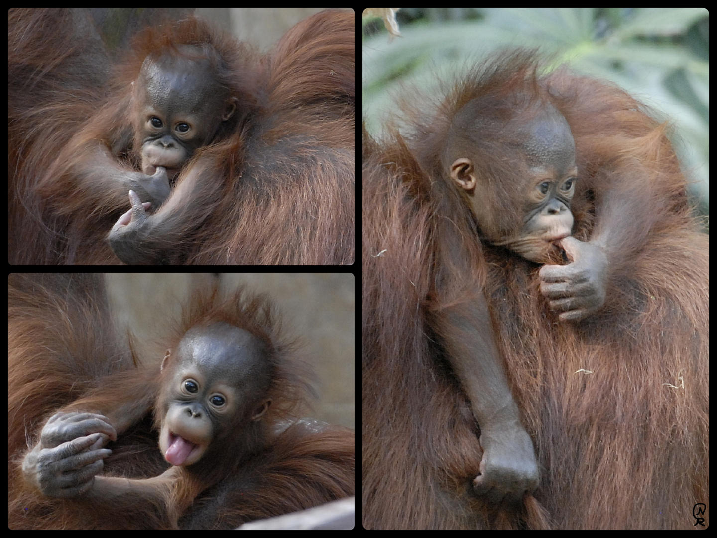 Orang Utan Nachwuchs