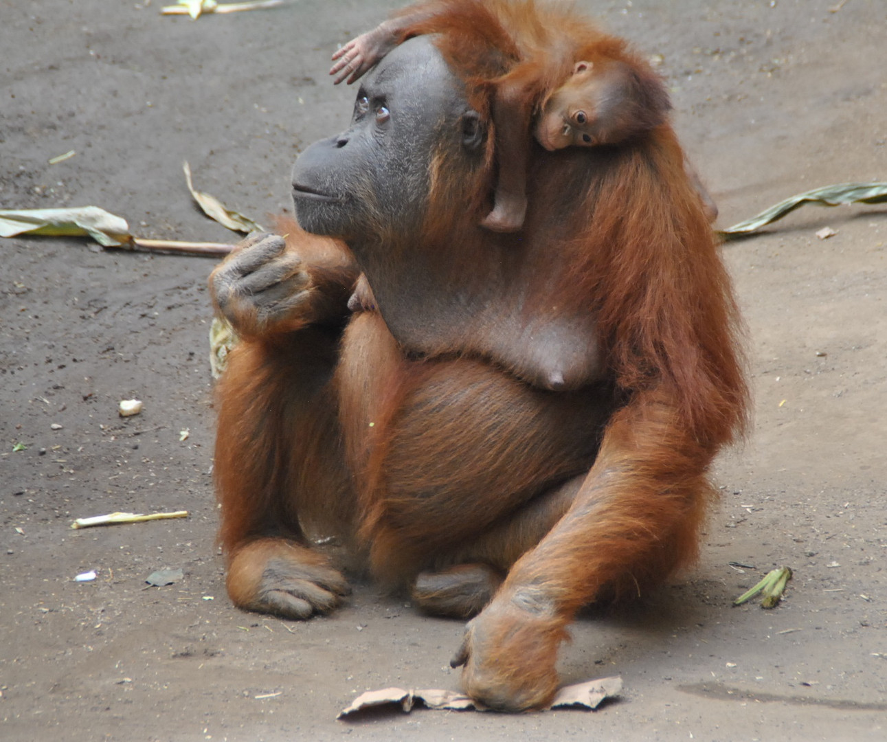 Orang-Utan-Nachwuchs