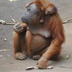 Orang-Utan-Nachwuchs