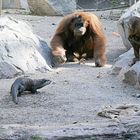 Orang Utan & Otter - wer bekommt die Möhre ? -