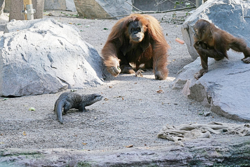 Orang Utan & Otter - wer bekommt die Möhre ? -