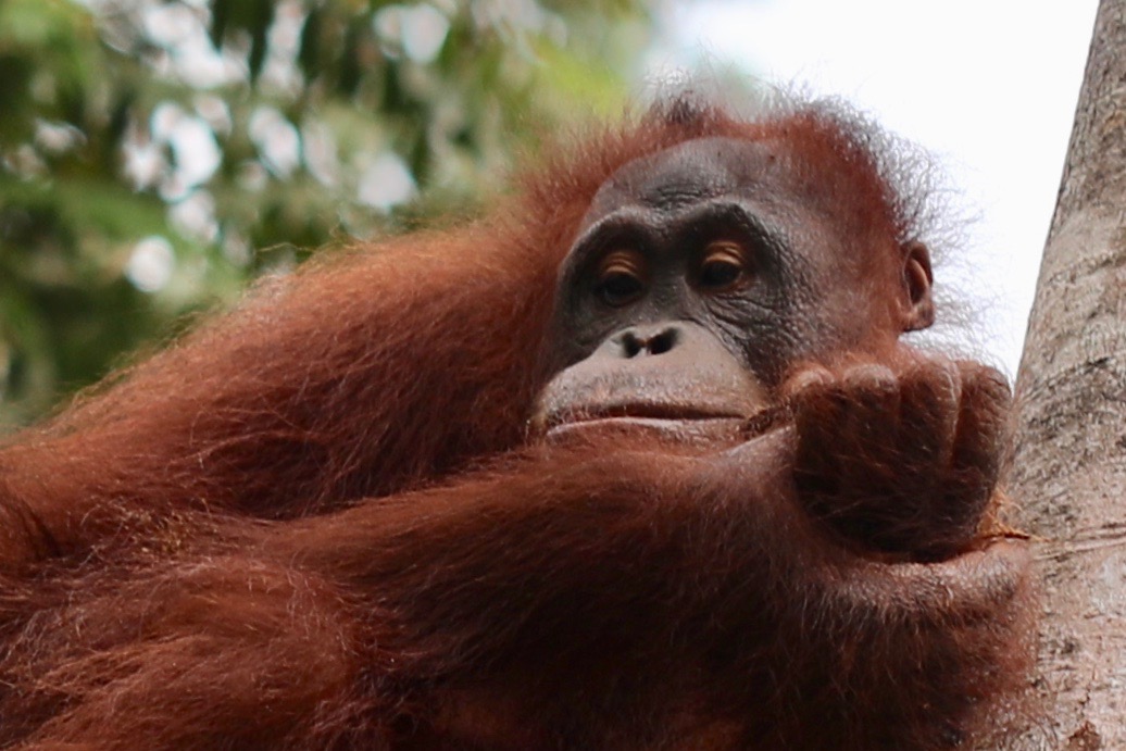 Orang Utan - Pause