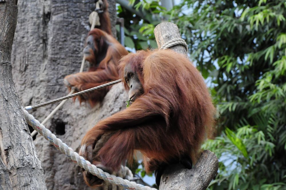 Orang-Utan ( Pongo )