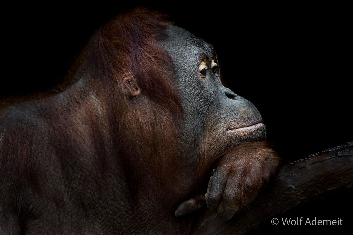 orang utan portrait