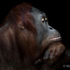 orang utan portrait