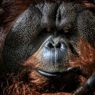 Orang Utan Portrait...