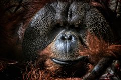 Orang Utan Portrait...