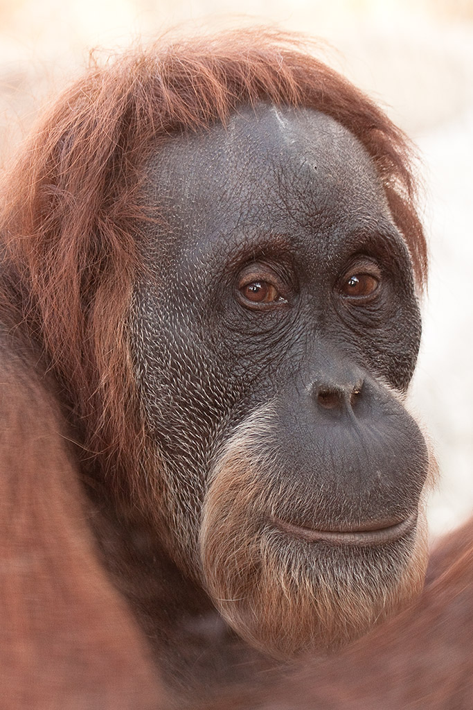 Orang Utan - Portrait