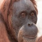 Orang Utan - Portrait