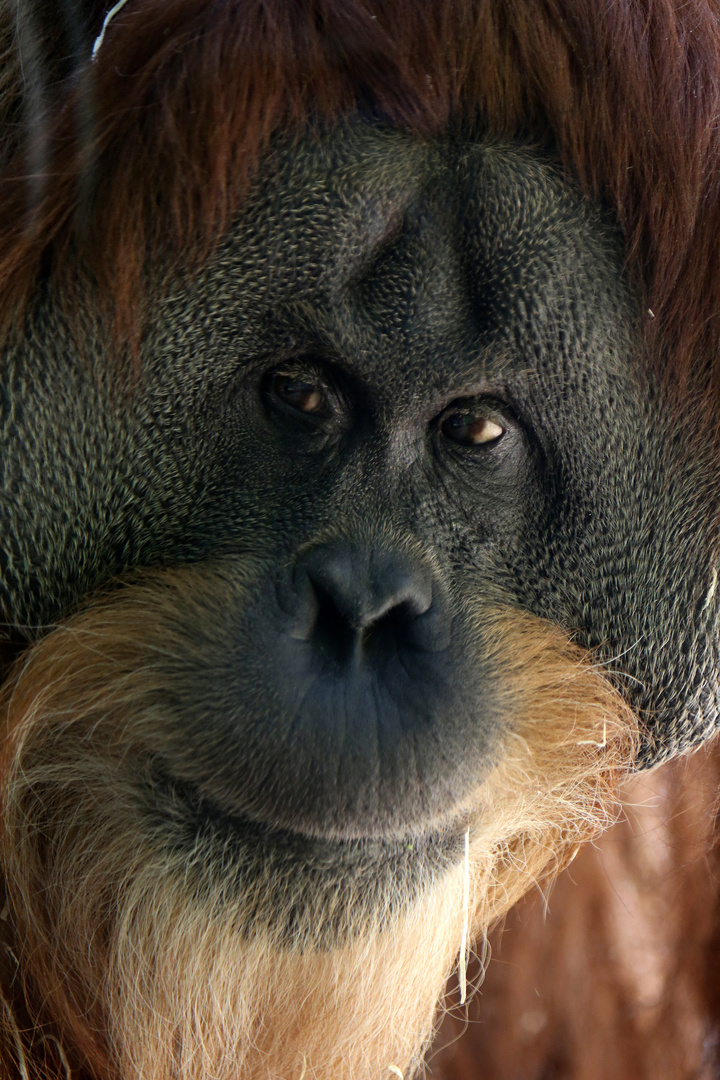 Orang-Utan - Portrait -