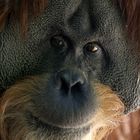 Orang-Utan - Portrait -