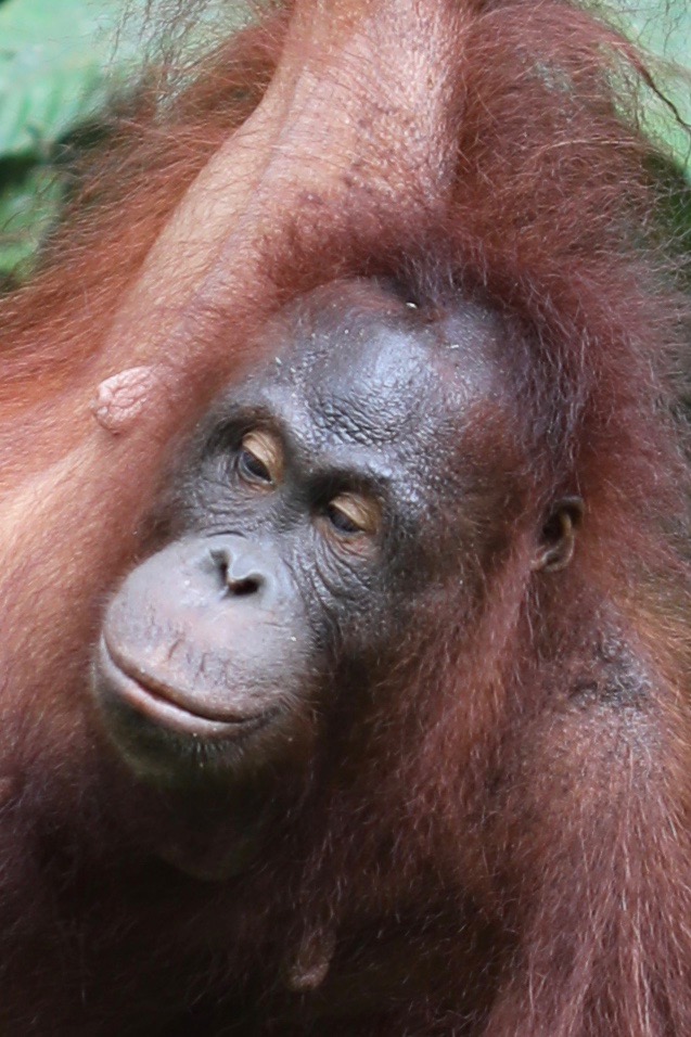 Orang Utan Portrait Foto Bild Street Outdoor Natur Bilder Auf Fotocommunity