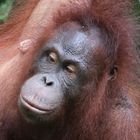 Orang Utan - Portrait