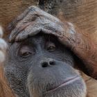 Orang Utan Portrait