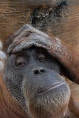 Orang Utan Portrait