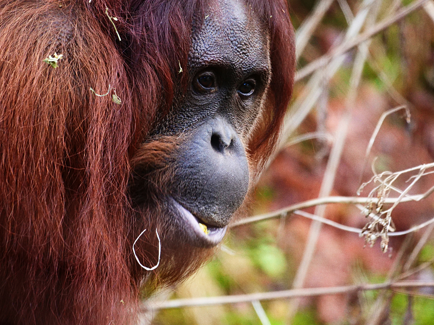 Orang-Utan Portrait