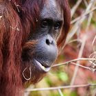 Orang-Utan Portrait