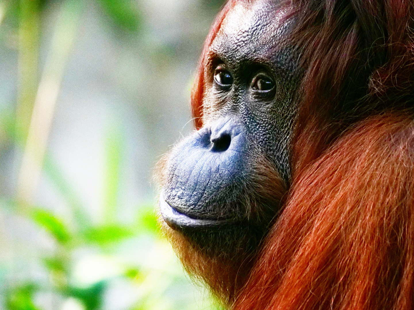 Orang-Utan-Portrait